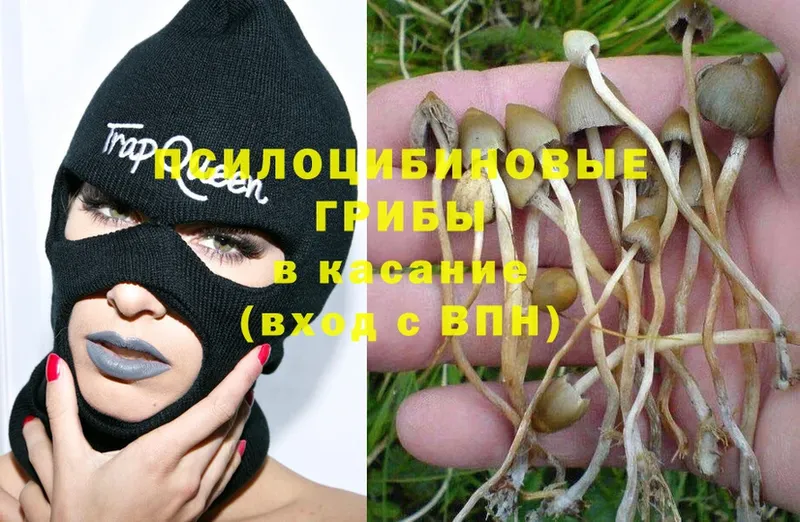 Псилоцибиновые грибы Psilocybe  Карабулак 